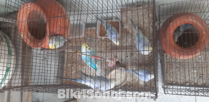 Colourful Budgrigar birds